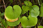 Kidneyleaf grass of Parnassus